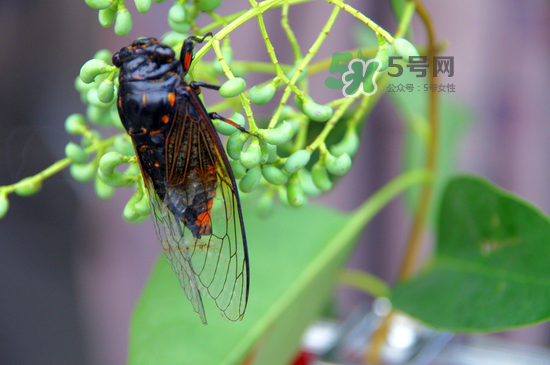 金蟬什么時(shí)候最多？金蟬什么時(shí)候沒有？