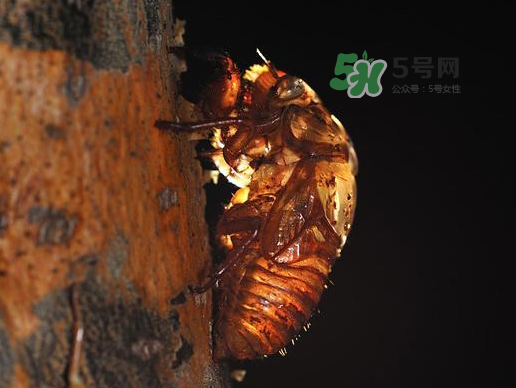 金蟬殼多少錢一斤？金蟬殼價(jià)格