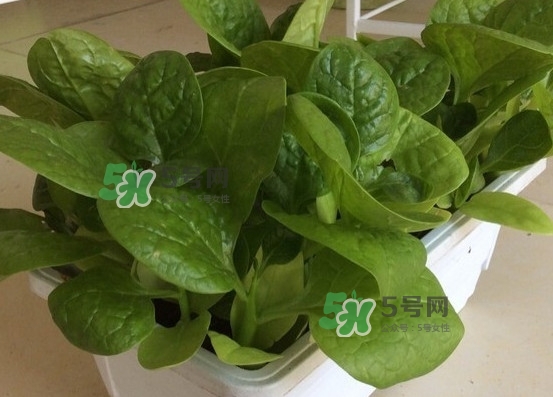 木耳菜怎么清洗？木耳菜怎么擇？