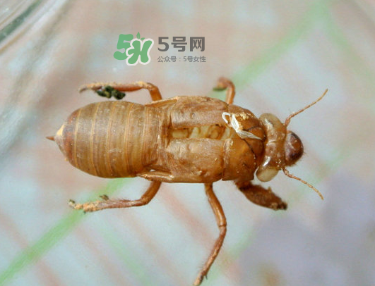 知了殼能能吃嗎？知了殼怎么吃？