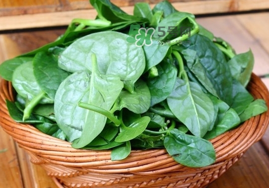 木耳菜是什么季節(jié)的菜？木耳和木耳菜有區(qū)別嗎