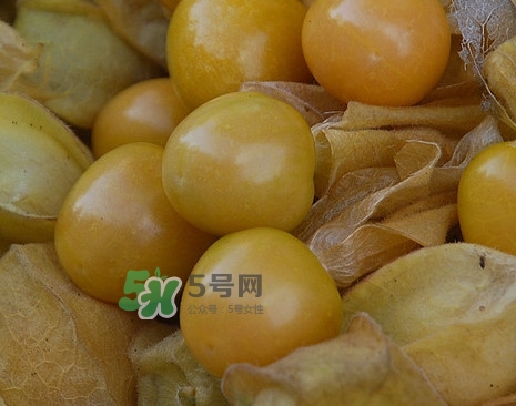 黃菇娘幾月種植？黃菇娘的種植注意事項(xiàng)