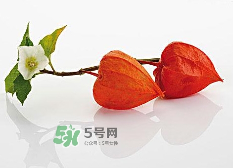 菇娘果皮有用還是果實有用？紅菇娘泡水喝用皮還是用果