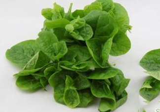 木耳菜可以生吃嗎？木耳菜可以涼拌嗎