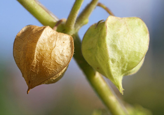 菇娘是寒性還是熱性？菇娘是哪里產(chǎn)的