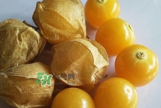 菇娘果皮有用還是果實有用？紅菇娘泡水喝用皮還是用果