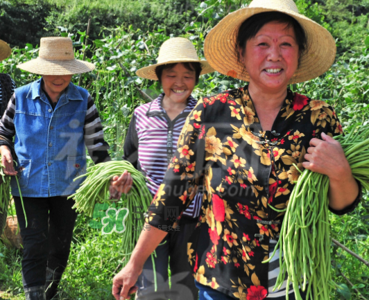 九月份可以種什么蔬菜？九月份適合種植什么蔬菜？