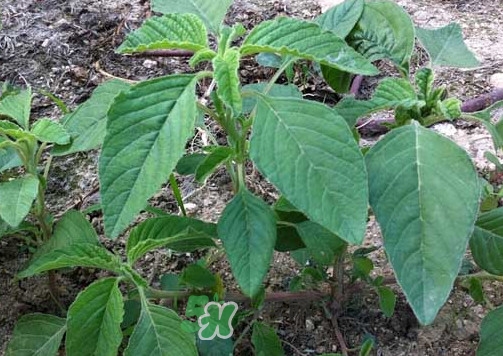 野莧菜孕婦能吃嗎？莧菜和野莧菜的區(qū)別