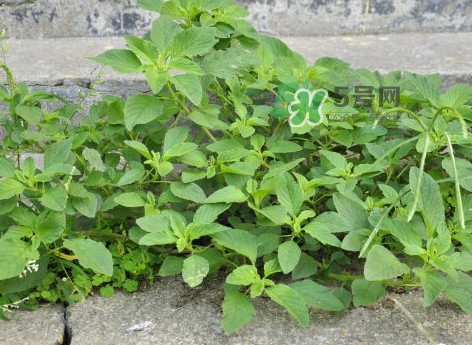 野莧菜有毒嗎？野莧菜怎么吃
