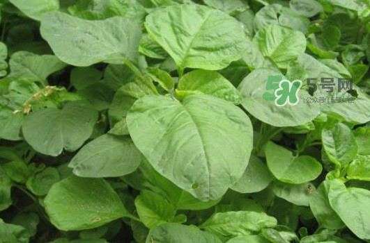 野莧菜怎么做好吃？野莧菜怎么保存