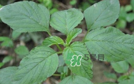 野莧菜有刺嗎？野莧菜和刺莧菜一樣嗎
