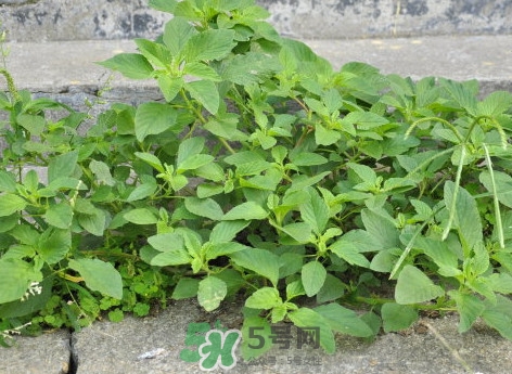 野莧菜什么人不能吃？野莧菜不能和什么一起吃