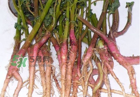 莧菜留根能長(zhǎng)么？莧菜根為什么腌制前要水泡一整天