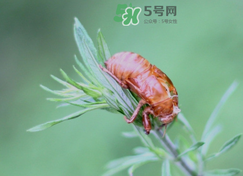 知了殼能治過敏性鼻炎嗎？知了殼可以治過敏性鼻炎嗎？