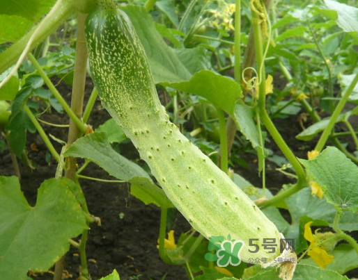 立秋可以種什么菜？立秋后可以種什么菜？