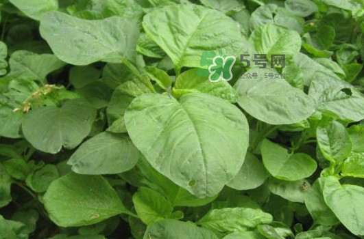 野莧菜什么人不能吃？野莧菜不能和什么一起吃