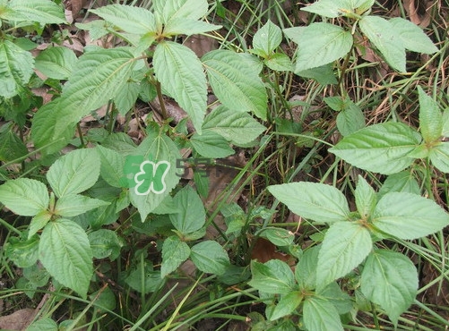 野莧菜孕婦能吃嗎？莧菜和野莧菜的區(qū)別