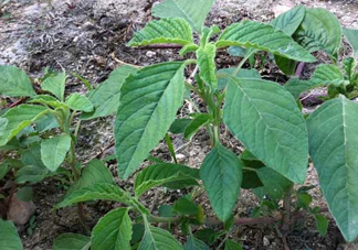 炒野莧菜要焯水嗎？野莧菜和山藥能在一起吃嗎