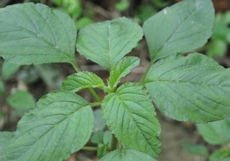 野莧菜有刺嗎？野莧菜和刺莧菜一樣嗎
