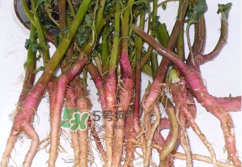 莧菜根要去除嗎？莧菜根怎么吃