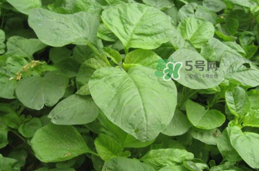 野莧菜孕婦能吃嗎？莧菜和野莧菜的區(qū)別