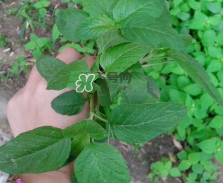 野莧菜有刺嗎？野莧菜和刺莧菜一樣嗎