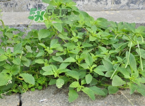 野莧菜怎么做好吃？野莧菜怎么保存