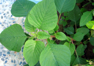 野莧菜什么人不能吃？野莧菜不能和什么一起吃