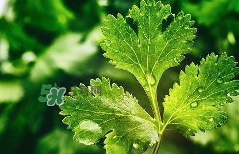 glico香菜百力滋好吃嗎？香菜百力滋多少錢