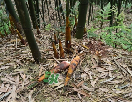 苦筍做法有哪些？苦筍怎么處理才不會(huì)苦