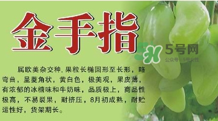 金手指葡萄有籽嗎？金手指葡萄有核嗎