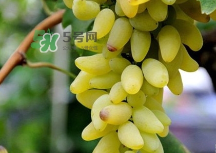 金手指葡萄是不是轉(zhuǎn)基因品種？美人指與金手指葡萄的區(qū)別
