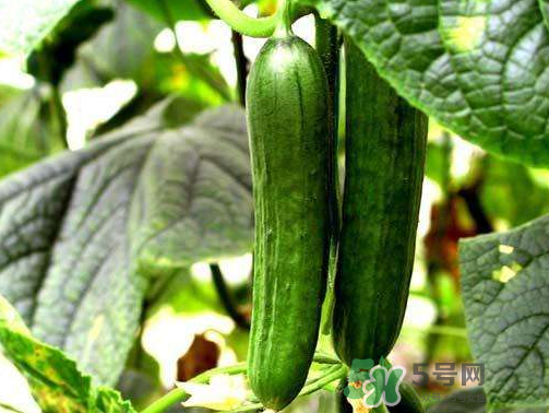 8月份能種黃瓜嗎？八月份能種黃瓜嗎？