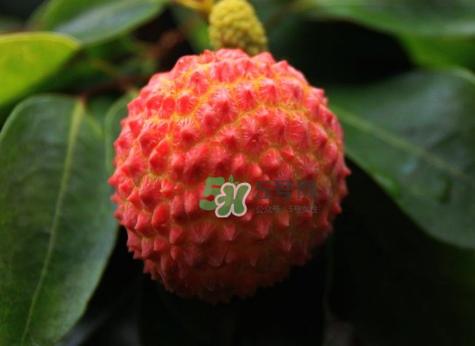 九月份還有荔枝嗎？荔枝幾月份沒有？