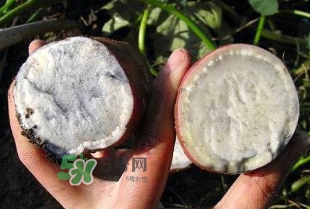 雜交水稻是不是轉(zhuǎn)基因？轉(zhuǎn)基因食品有哪些？