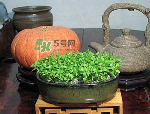 芭樂籽吃了會(huì)便秘嗎？芭樂的籽能種嗎
