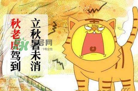 秋老虎熱嗎？末伏熱還是秋老虎熱？
