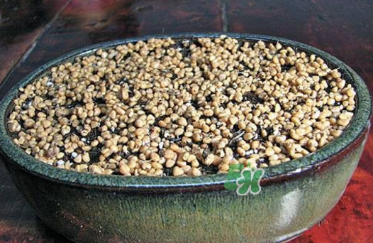 芭樂籽吃了會(huì)便秘嗎？芭樂的籽能種嗎