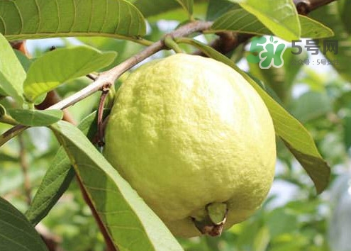 芭樂(lè)皮能吃嗎？芭樂(lè)皮可以吃嗎