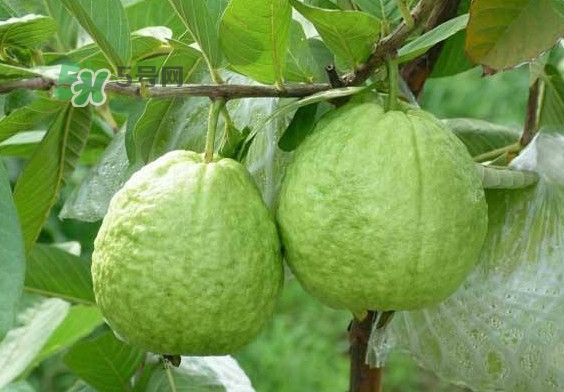 芭樂(lè)和番石榴有什么區(qū)別？芭樂(lè)和番石榴的區(qū)別