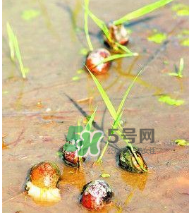 怎么殺死福壽螺寄生蟲？福壽螺寄生蟲怎么去除？