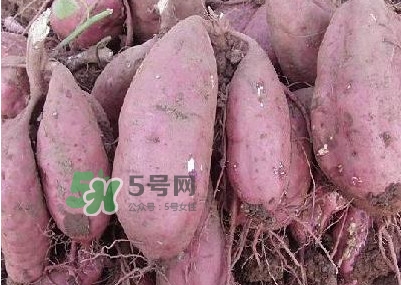 炸地瓜條外面裹什么？地瓜的功效與作用禁忌