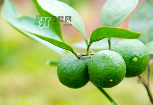 八月份可以吃橘子嗎？八月份的橘子能吃嗎？