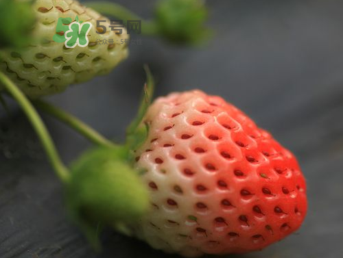 八月份還有草莓嗎？8月份還有草莓嗎？