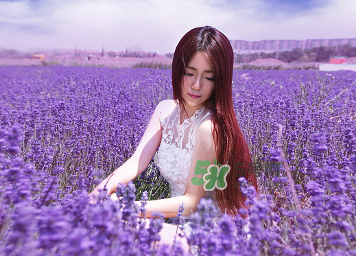 八月份還有薰衣草嗎？8月份還有薰衣草嗎？