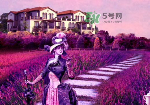 八月份還有薰衣草嗎？8月份還有薰衣草嗎？