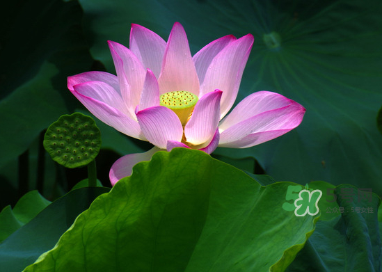 八月份還有荷花嗎？8月份還有荷花嗎？