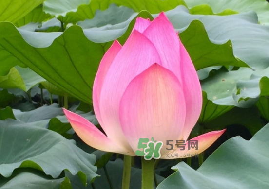 八月份還有荷花嗎？8月份還有荷花嗎？