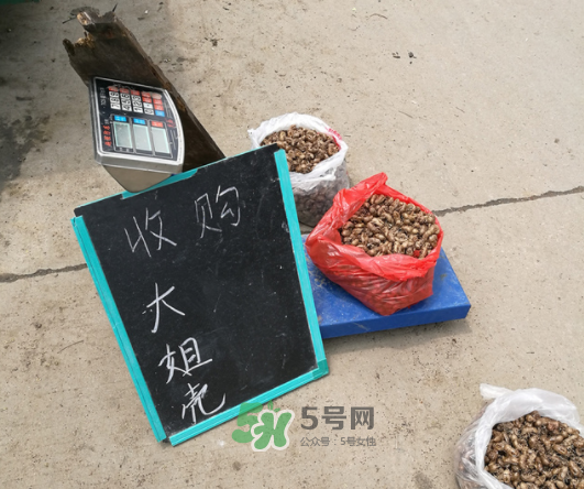 知了殼收什么價(jià)？知了殼收購(gòu)價(jià)格