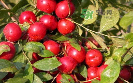 鈣果怎么吃？鈣果食用方法